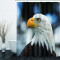 Rideau de douche Aigle 170x180 cm - miniature variant 1