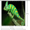 Rideau de douche Caméléon vert 152.4x182.88 cm - miniature variant 5