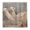 Rideau de douche Chameau multicolore 182.9x183 cm - miniature variant 1