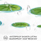 Rideau de douche Grenouille multicolore - miniature variant 2