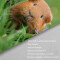 Rideau de douche Hamster couleur 120x180 cm - miniature variant 4