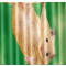 Rideau de douche Hamster 180x180 cm - miniature variant 1