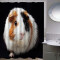 Rideau de douche Hamster couleur 180x200 cm - miniature variant 1