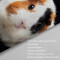 Rideau de douche Hamster couleur 180x200 cm - miniature variant 4