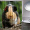 Rideau de douche Hamster couleur 180x200 cm - miniature variant 1