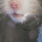 Rideau de douche Hamster 182.9x182.9 cm - miniature variant 3
