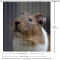 Rideau de douche Hamster multicolore - miniature variant 5