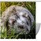 Rideau de douche Hamster multicolore - miniature
