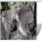 Rideau de douche Koala 152.4x182.88 cm - miniature