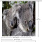 Rideau de douche Koala 152.4x182.88 cm - miniature variant 5