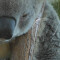 Rideau de douche Koala multicolore 152.4x182.9 cm - miniature variant 3