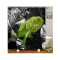 Rideau de douche Lézard vert 180x180 cm - miniature
