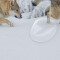 Rideau de douche Loup multicolore - miniature variant 3