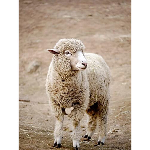 Rideau de douche Mouton animal 80x180 cm variant 0 