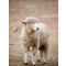 Rideau de douche Mouton animal 80x180 cm - miniature variant 1