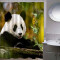 Rideau de douche Panda couleur 180x200 cm - miniature variant 1