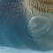 Rideau de douche Phoque le sur la glace 167.4x182.9 cm - miniature variant 3