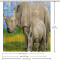 Rideau de douche Rhinocéros rhino blanc la famille des 152.4x182.88 cm - miniature variant 5