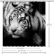 Rideau de douche Tigre multi-couleur - miniature variant 5