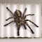Rideau de douche Araignée 150x180 cm - miniature variant 1