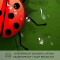 Rideau de douche Coccinelle multicolore - miniature variant 2