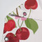Rideau de douche Cerise multicolore 120x180 cm - miniature variant 3