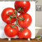 Rideau de douche Tomate multicolore 120x180 cm - miniature variant 1
